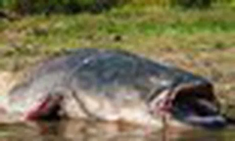 'Thủy quái nước ngọt' dài 2,5m, nặng 110kg bất ngờ mắc câu: 3 người vật lộn suốt 2 giờ mới kéo được lên bờ