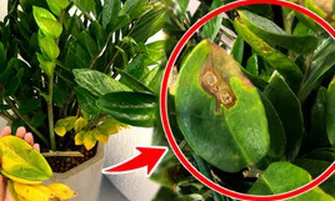 Cây kim tiền từng “nhà nào cũng có” giờ bị nhiều người âm thầm bỏ: 4 nhược điểm khiến ai trồng rồi cũng ngán