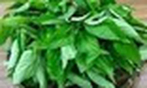 Loại rau bị nhiều người Việt chê, ở Nhật Bản được coi là “nhân sâm xanh”: Mùa hè này nhớ ăn thường xuyên
