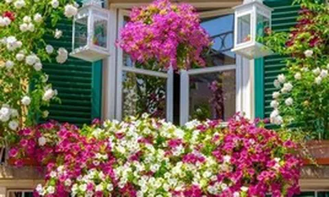 Không phải mê tín, giờ mới biết vì sao nhà giàu trồng 3 loại hoa "phá tài, phá lộc" này