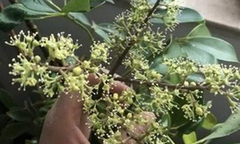 Hiện tượng cây ngũ gia bì nở hoa