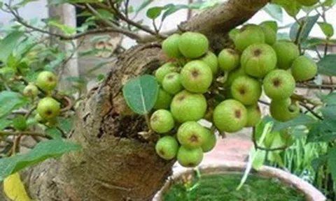 Lợi ích khi trồng cây sung
