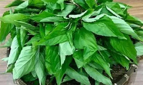 Loại rau bị nhiều người Việt chê, ở Nhật Bản được coi là “nhân sâm xanh”: Mùa hè này nhớ ăn thường xuyên