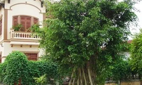 4 loại cây cản tài lộc, không nên trồng trong nhà