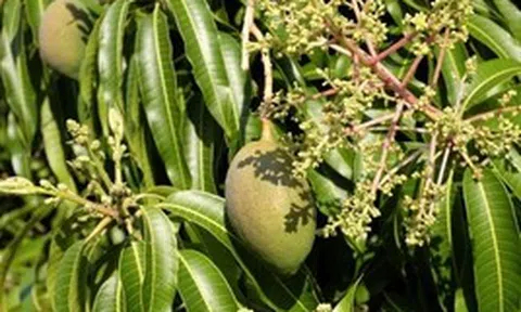 Hiện tượng cây xoài nở hoa