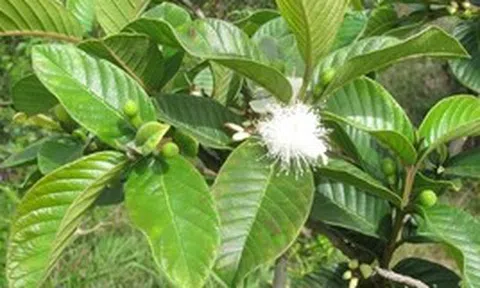 Hiện tượng cây ổi nở hoa