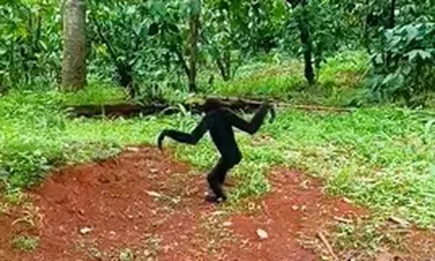 Phát hiện "vị khách lạ" thuộc Sách đỏ đi lang thang trong vườn, người dân lập tức trình báo công an