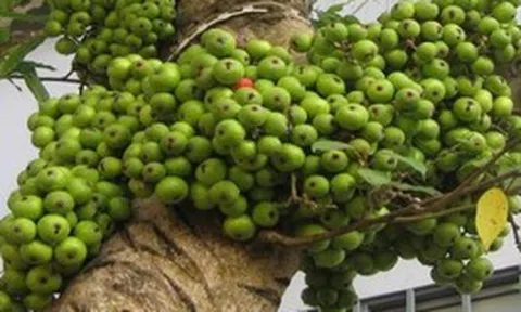 Hiện tượng cây sung nở hoa