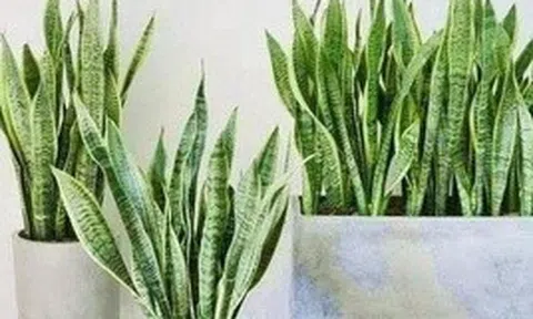 4 lời khuyên dành cho các gia đình đang trồng cây lưỡi hổ
