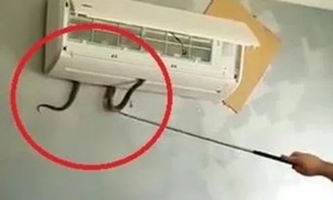 Cách phòng tránh rắn chui vào điều hòa trong ngày hè