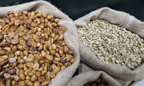 Giá cà phê hôm nay 3-6: Robusta tăng trở lại
