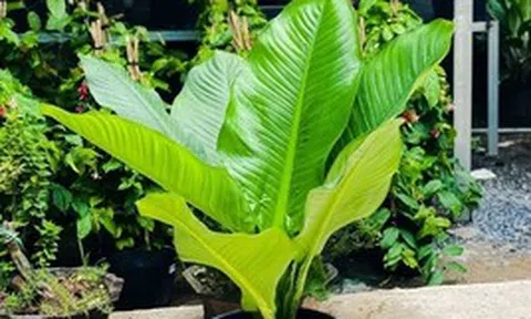 5 lợi ích khi trồng cây đại phú gia