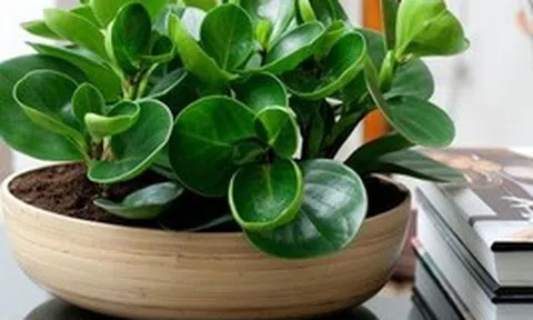 4 lời khuyên dành cho các gia đình đang trồng cây trường sinh