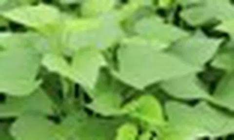 Việt Nam có 1 loại rau rẻ bèo, cực quen thuộc, hóa ra là "siêu thực phẩm" mà Trung Quốc cực thích