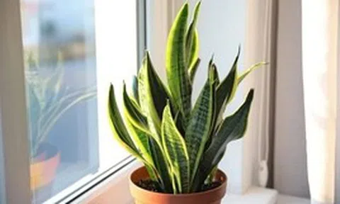 Công dụng của cây lưỡi hổ