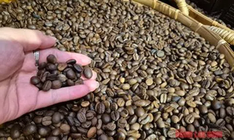 Giá cà phê hôm nay 6-6: Brazil được mùa cà phê kỷ lục nhưng Robusta ít đi