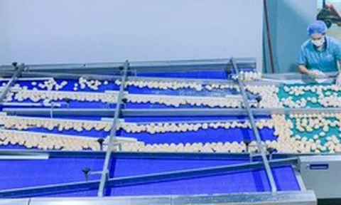 Phát hiện 1 nhà máy trứng sản xuất gần 900.000 quả/ngày: Trứng “không chạm đất” từ lúc đẻ tới lúc bán