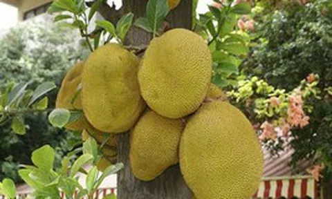 Đi chợ mua mít: Nhớ kỹ 6 mẹo để chọn được quả chín cây, nhiều múi, thơm ngọt tự nhiên