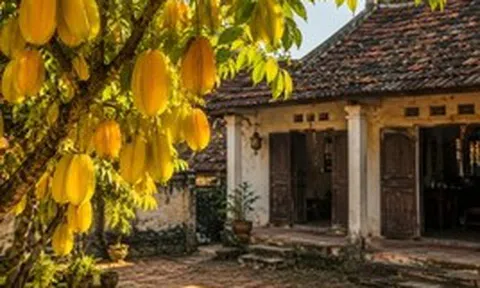 Người xưa dặn đừng chặt 3 cây quý trong sân vườn, kẻo đánh mất lộc lành của gia đình
