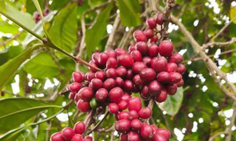 Giá cà phê hôm nay 10-6: Đồng loạt giảm, doanh nghiệp vẫn dè chừng