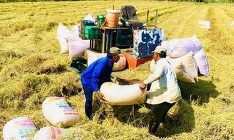 Thời cơ nâng giá trị gạo Việt