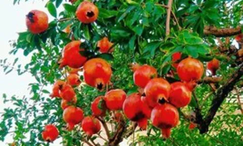 Vì sao người xưa thường trồng cây lựu trong sân nhà?