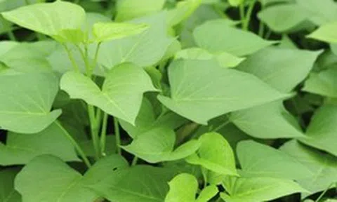 Việt Nam có 1 loại rau rẻ bèo, cực quen thuộc, hóa ra là "siêu thực phẩm" mà Trung Quốc cực thích