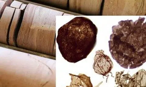 Đào mỏ, loạt sinh vật từ thế giới 1,7 tỉ năm trước lộ diện