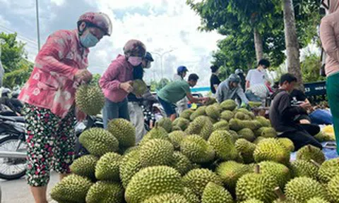 Siết chặt quản lý chất lượng sầu riêng