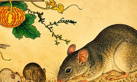 Chuyên gia phong thủy dự báo: Những người thuộc 4 tuổi này dễ đạt đỉnh tài sản trong giai đoạn 2026-2030