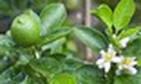 7 lý do tại sao gia đình nào cũng nên trồng ít nhất 1 cây chanh