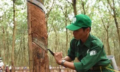 Cổ đông Cao su Phước Hòa (PHR) sắp nhận cổ phiếu thưởng “khủng” tỷ lệ 10:8