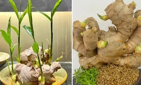 Vì sao nhiều gia đình thích trồng gừng quanh nhà?