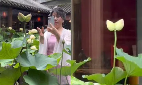 'Hoa sen song sinh' hiếm thấy nở trong quán trà, nhiều người tới chiêm ngưỡng