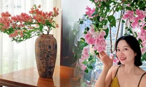 Lời khuyên cho người muốn trồng hoa giấy bonsai trong nhà