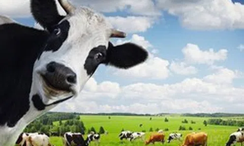 Hơn 3.800 tỷ đồng sắp chảy về "túi" cổ đông Vinamilk