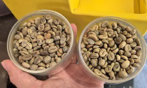 Giá cà phê hôm nay 18-6: Robusta tăng liền 6 phiên, nông dân tranh thủ bán ra