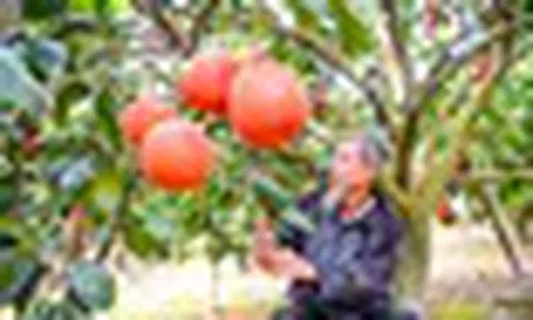 Loại quả Việt Nam lọt top ngon nhất thế giới: Chỉ có ở Thanh Hóa, mỗi năm thu 1 lần, cận vụ càng khó mua