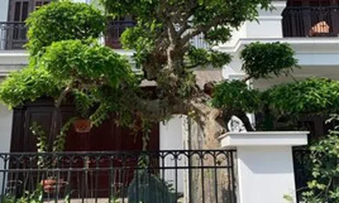 Người xưa dặn: Trước cửa có 3 cây này chẳng khác nào giữ báu vật trong nhà, tài lộc tụ về, con cháu dễ thành đạt
