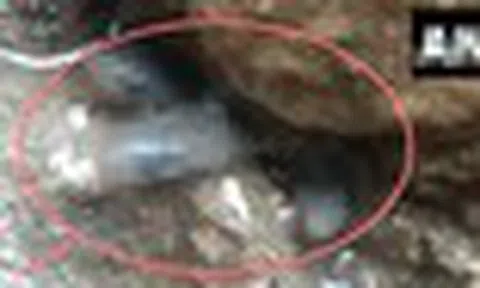Liều thò tay vào khe hẹp trong nhà mới, người đàn ông liên tiếp kéo ra hơn 35 sinh vật: Ai cũng nổi da gà