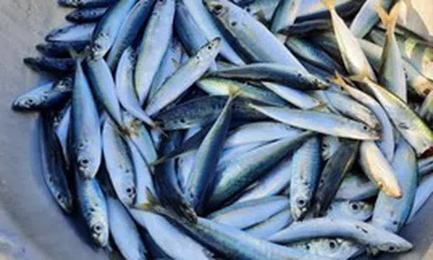 Bác sĩ tiết lộ 5 loại cá bình dân giàu omega-3 không thua cá hồi: Chợ Việt có tất cả