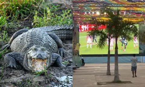 Trớ trêu: Khu xem World Cup miễn phí ế ẩm vì nằm giữa... đầm lầy cá sấu, muốn vào phải đi bộ qua vùng từng có cá sấu tấn công người