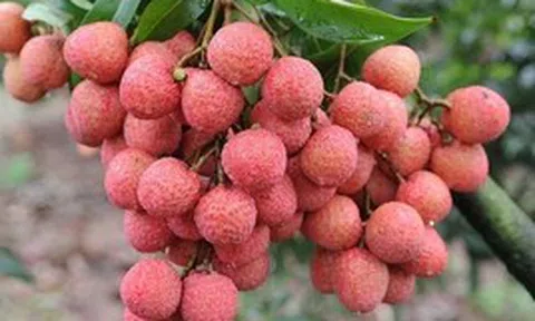 Vì sao tuyệt đối không nên ăn quả vải khi đói bụng?