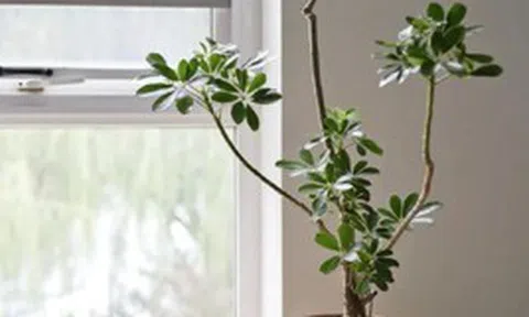 Người thông minh trồng cây không chọn bừa: Chỉ giữ 4 loại này trong nhà, lợi ích nhiều người chưa biết