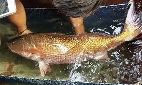 Loài cá tiền tỷ quý hiếm bậc nhất ở Việt Nam, được giới nhà giàu khắp nơi "săn lùng"