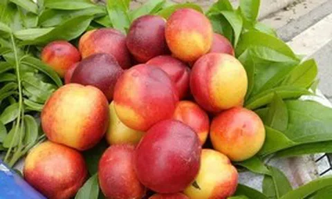 "Cực phẩm" mùa hè từ những loại trái cây vừa ngon vừa bổ