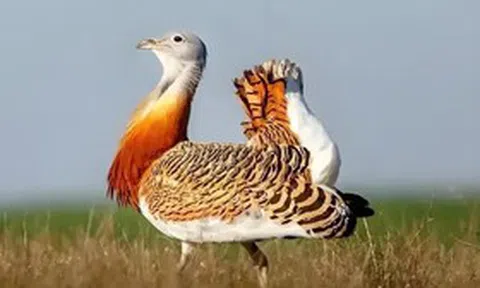 Đang làm đồng, người dân bất ngờ phát hiện chim "khổng lồ" cao gần 1m