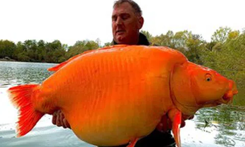Cần thủ câu được con cá vàng "khổng lồ" 31kg