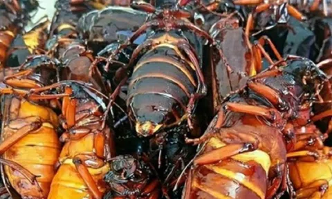 Nuôi loài côn trùng "kỳ lạ", anh nông dân bỏ túi gần 8 tỷ đồng mỗi năm