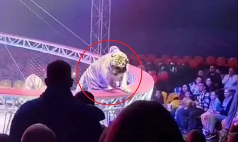 Đang ngồi xem biểu diễn, người dân phát hiện cảnh tượng "nổi da gà" ngay trước mắt